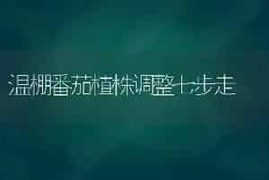 温棚番茄植株调整七步走