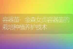 容器苗-金森女贞容器苗的栽培种植养护技术