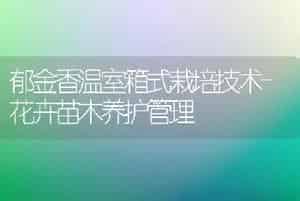 郁金香温室箱式栽培技术-花卉苗木养护管理