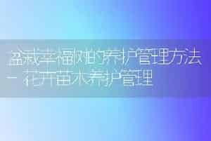 怎样种好缸栽荷花 首先要选好品种