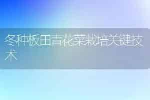 冬种板田青花菜栽培关键技术