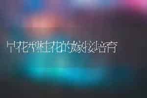早花型桂花的嫁接培育