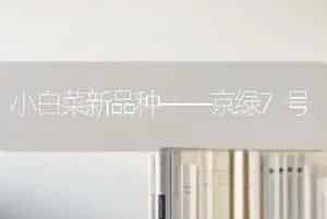 小白菜新品种——京绿7号