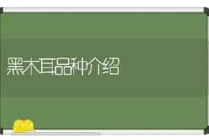 黑木耳品种介绍