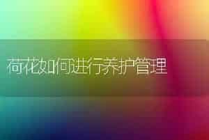 荷花如何进行养护管理