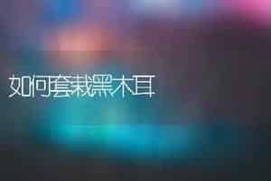 如何套栽黑木耳
