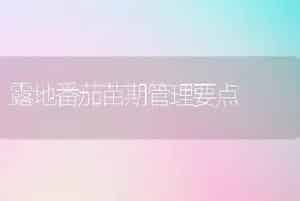 露地番茄苗期管理要点
