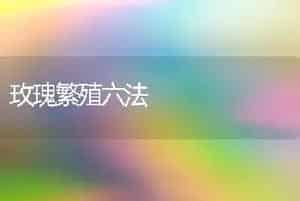 玫瑰繁殖六法