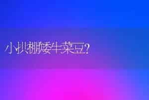 小拱棚矮生菜豆？