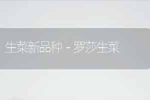 生菜新品种－罗莎生菜