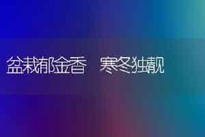 盆栽郁金香 寒冬独靓