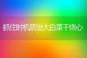抓住时机防治大白菜干烧心