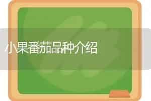 小果番茄品种介绍