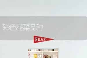 彩色花菜品种