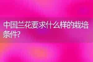 中国兰花要求什么样的栽培条件?