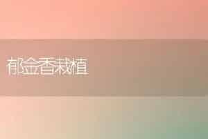 郁金香栽植