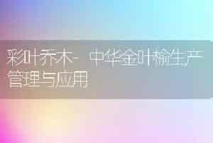 生菜冬季栽培