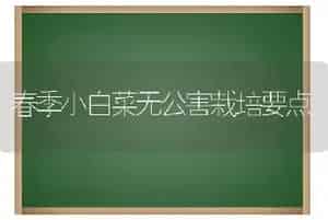 春季小白菜无公害栽培要点