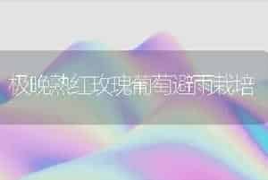 极晚熟红玫瑰葡萄避雨栽培