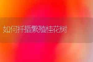 如何扦插繁殖桂花树