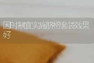 因时制宜实施脐橙套袋效果好