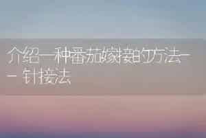 介绍一种番茄嫁接的方法--针接法