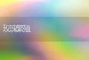 玫瑰繁殖
