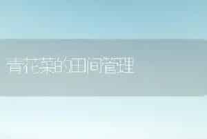青花菜的田间管理