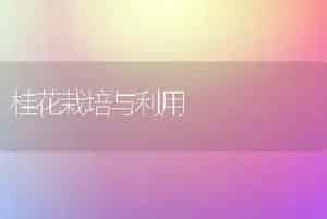 桂花栽培与利用