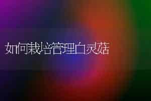 黑木耳的栽培特性