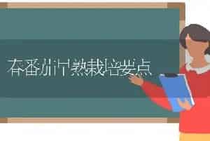 春番茄早熟栽培要点