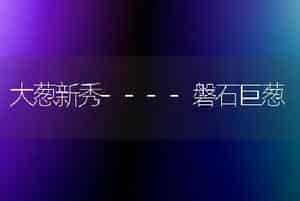 大葱新秀----磐石巨葱