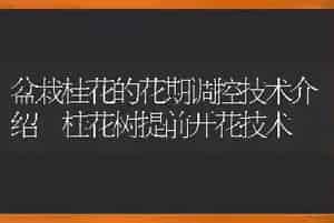 盆栽桂花的花期调控技术介绍 桂花树提前开花技术