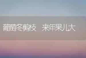 中国农业科学院郑州果树研究所－大樱桃品种简介