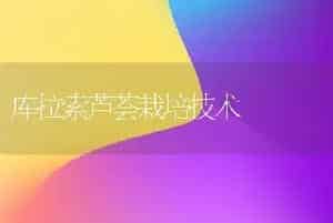 桂花无土盆栽技术详谈