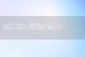 青花菜的夏播的栽培