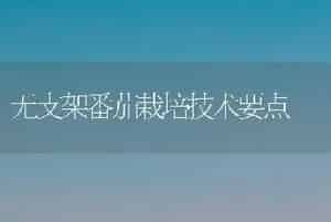 无支架番茄栽培技术要点