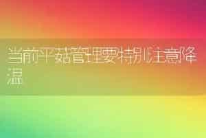 水培郁金香花期可调控