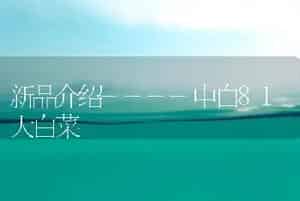 新品介绍----中白81大白菜