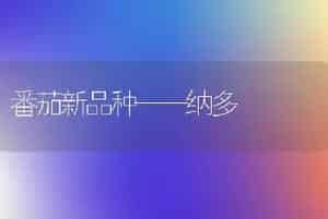 番茄新品种——纳多