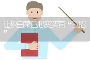 让秋白菜包心变实有“三招”