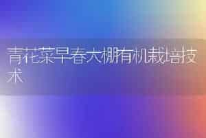 青花菜早春大棚有机栽培技术