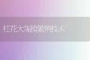 桂花大规模繁殖技术