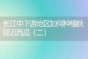 桂花秋插育好苗