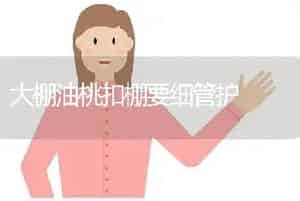 大桂花树移栽技术要点-园林工程苗木种植技术