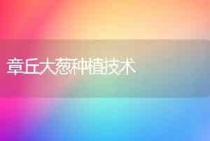 章丘大葱种植技术