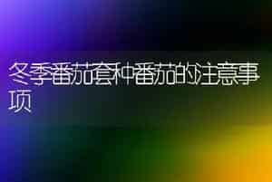 冬季番茄套种番茄的注意事项
