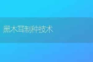 黑木耳制种技术