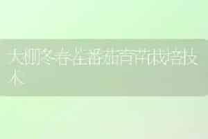 大棚冬春茬番茄育苗栽培技术