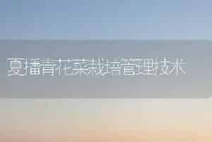 夏播青花菜栽培管理技术